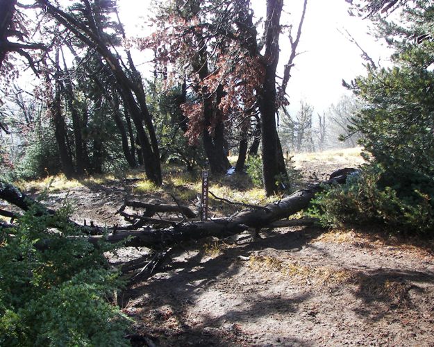 Photos: EWOR Divide Ridge Trails Maintenance 6