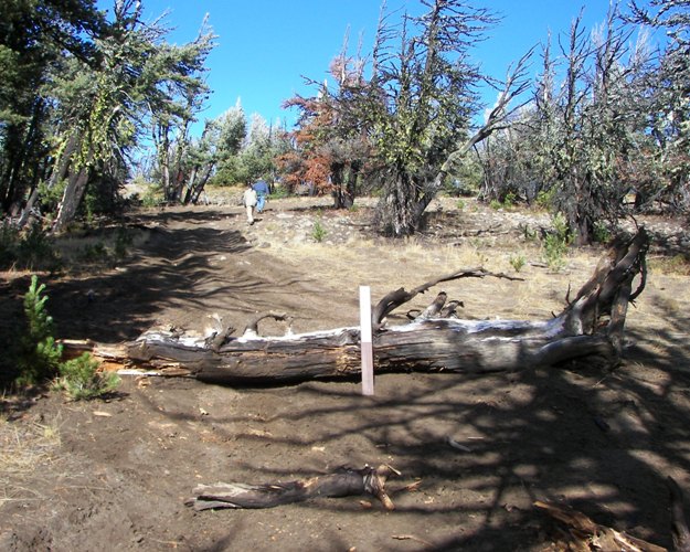 Photos: EWOR Divide Ridge Trails Maintenance 9