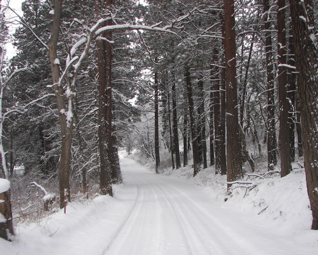 PHOTOS > EWOR: Sledding 4x4 Run at the Ahtanum State Forest 3