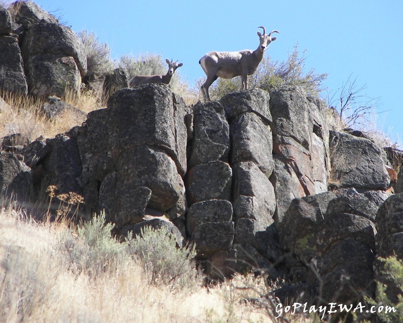 Photos: Wenas Wildlife Area Exploring Run 10