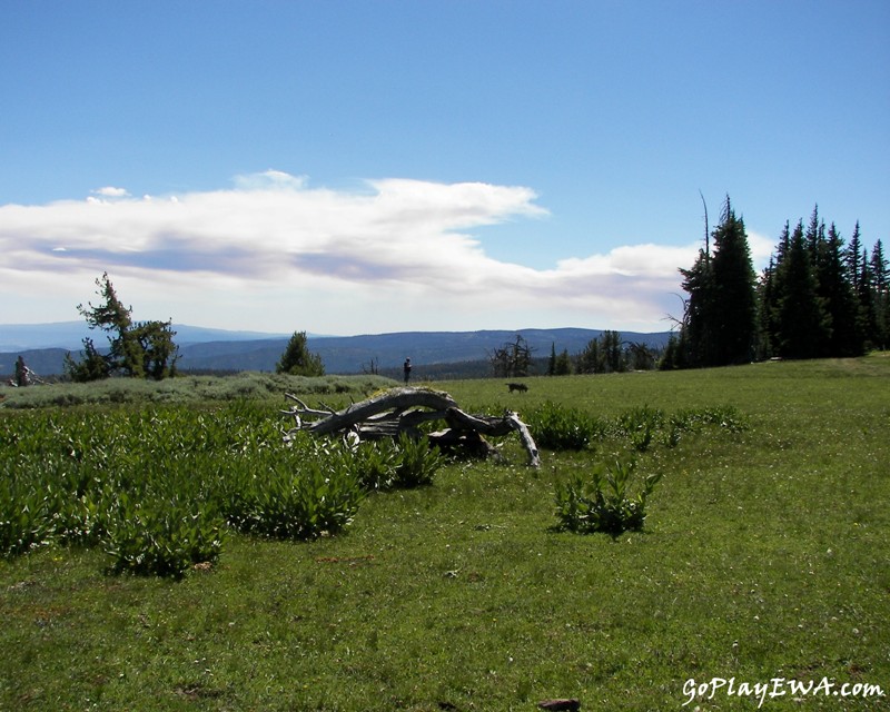 Ahtanum State Forest