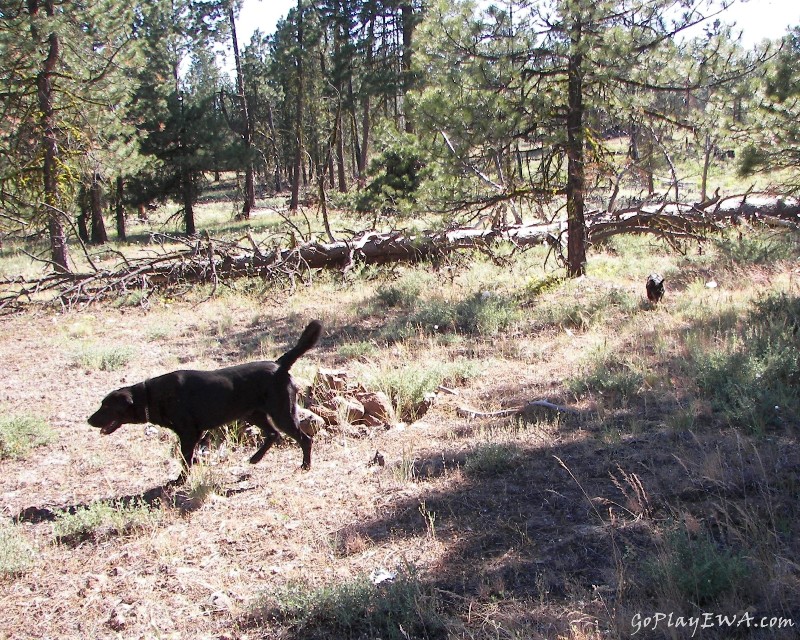 Ahtanum State Forest