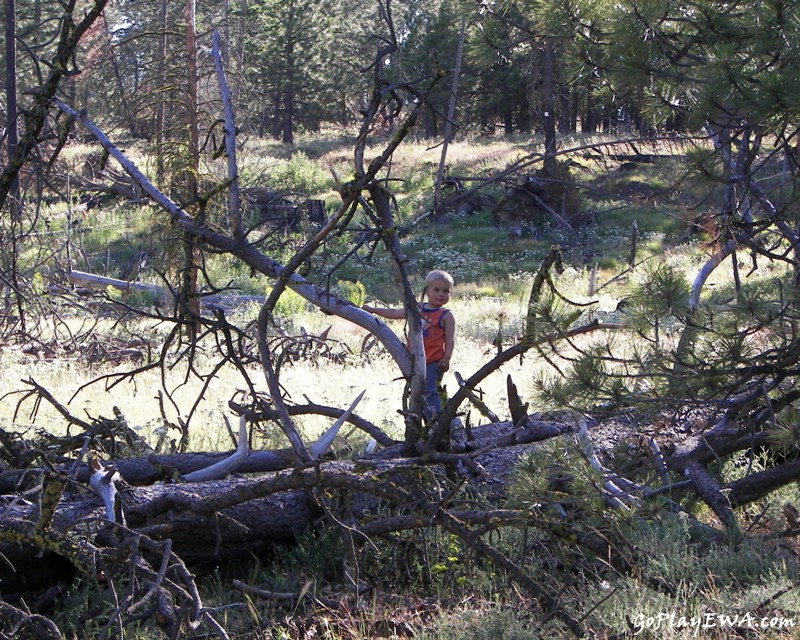 Ahtanum State Forest