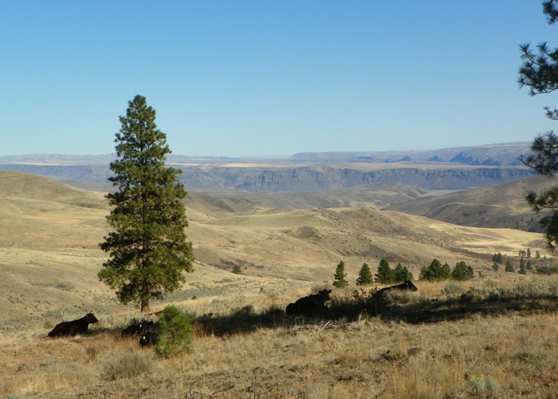 PHOTOS > Pacific Northwest Backroad Adventures: North Colockum Tour 42