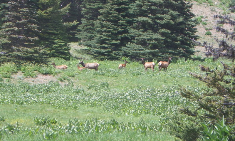 Pacific Northwest 4 Wheel Drive Association’s 2011 Trail Jamboree – Day 4 & 5 of 5 97