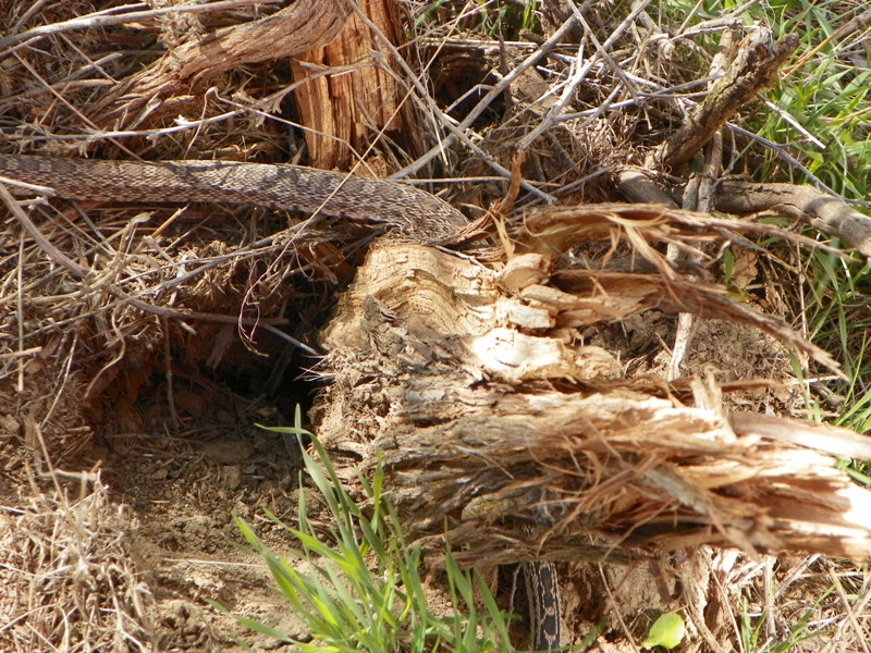 2012 Spring ORV Run at Juniper Dunes 105