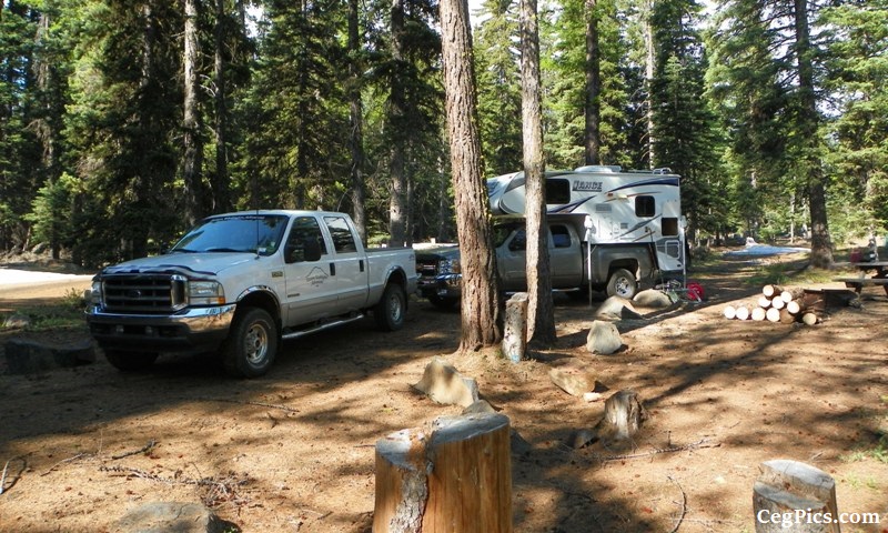 Tree Phones Camping Trip