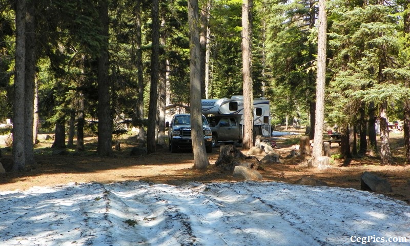 Tree Phones Camping Trip