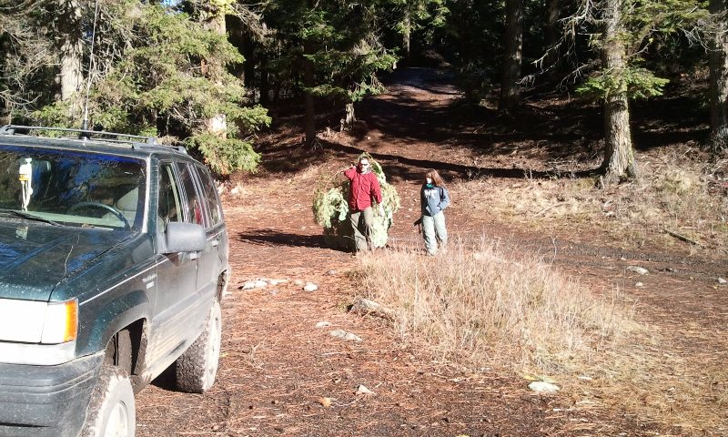 Rimrock Christmas Tree Run