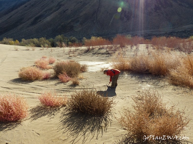 Beverly Dunes