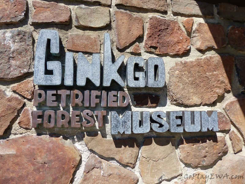 Ginkgo Petrified Forest