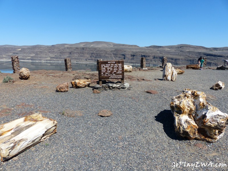 Ginkgo Petrified Forest