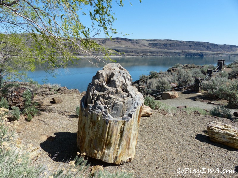 Ginkgo Petrified Forest