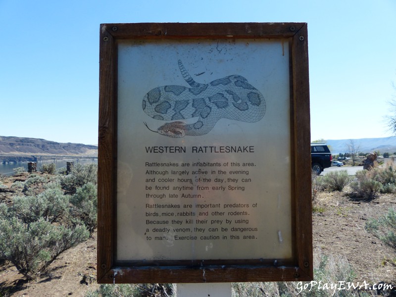 Ginkgo Petrified Forest