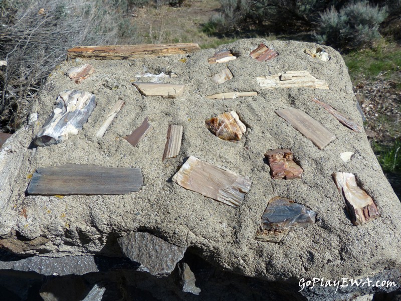 Ginkgo Petrified Forest