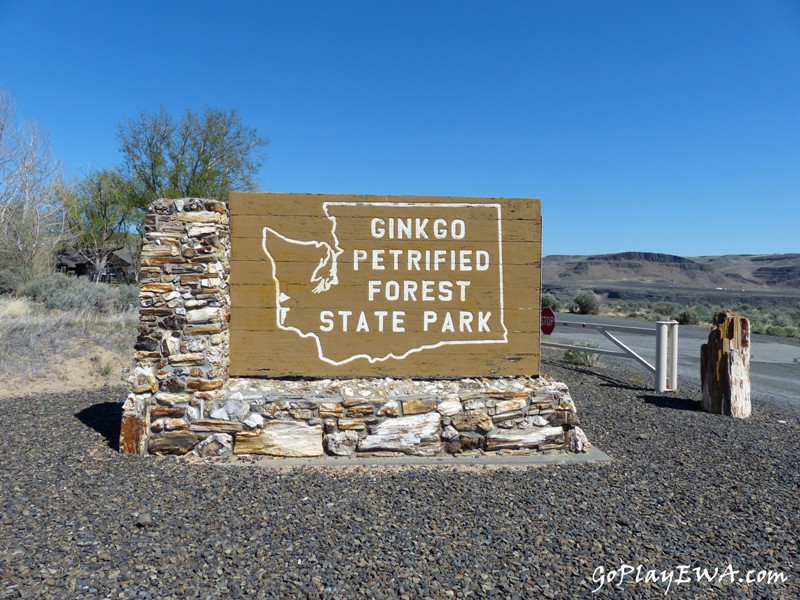 Ginkgo Petrified Forest