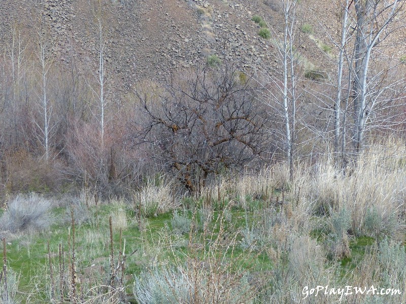 Selah Cub Scout Pack 276 Umtanum Creek hike