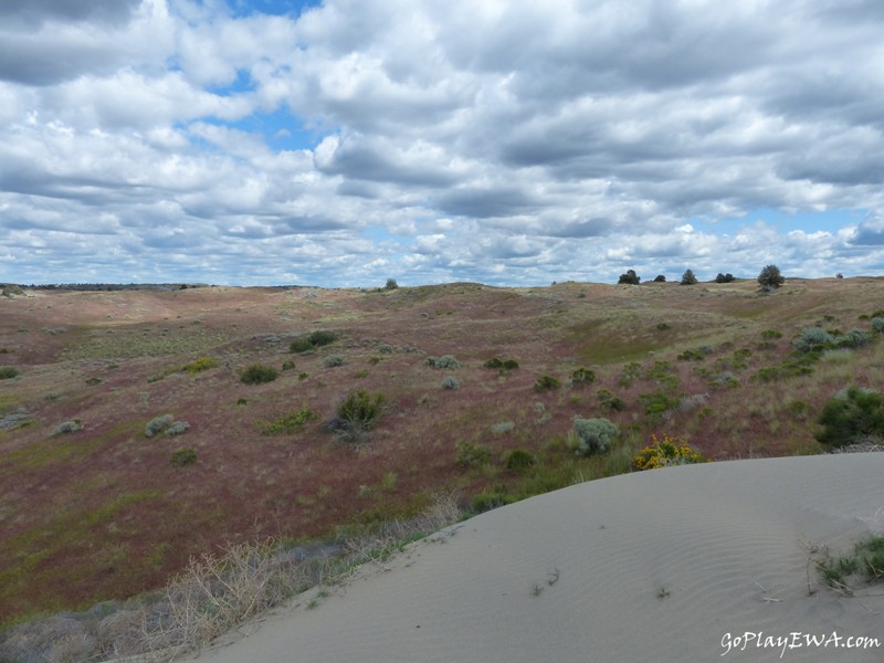 Juniper Dunes