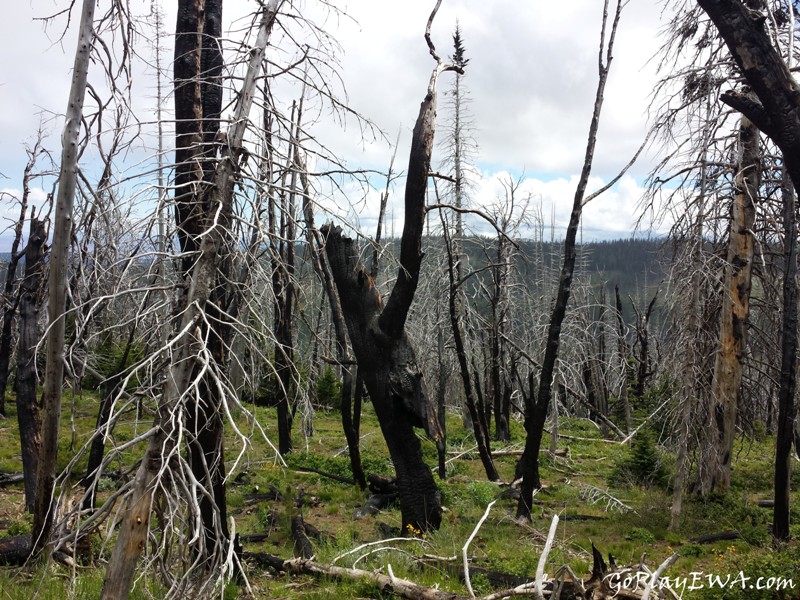 Ahtanum State Forest