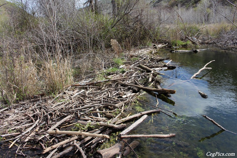 Umtanum Creek Canyon