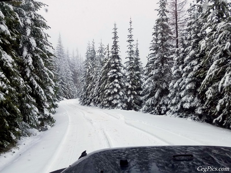 Christmas Tree Jeeping