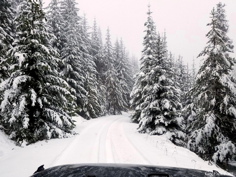 Christmas Tree Jeeping