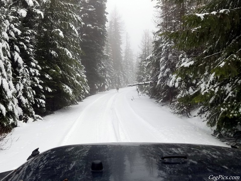 Christmas Tree Jeeping