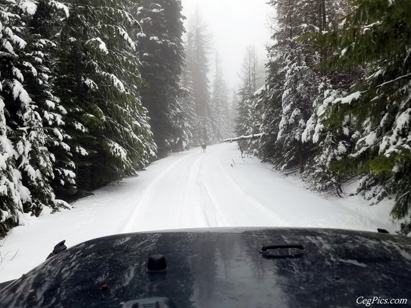 Christmas Tree Jeeping