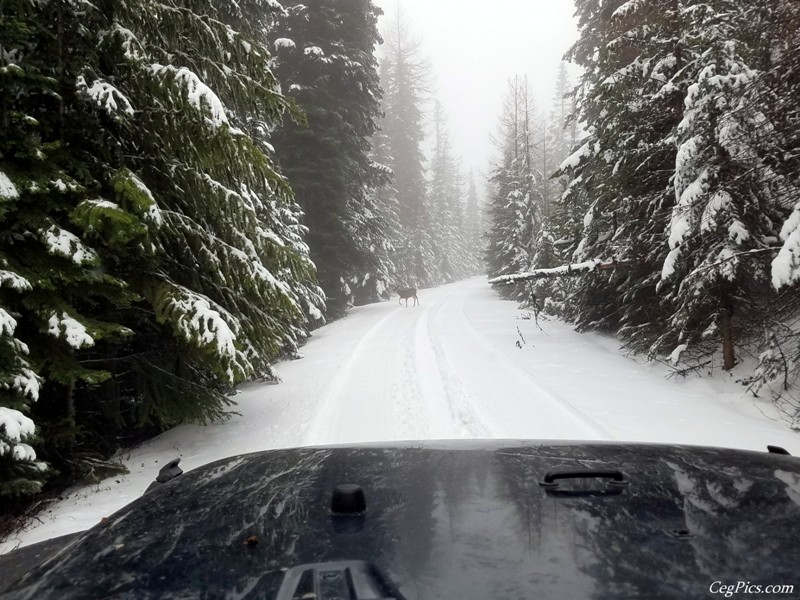 Christmas Tree Jeeping