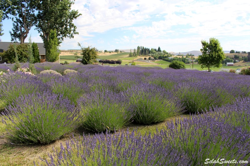 Selah Ridge Lavender Farm