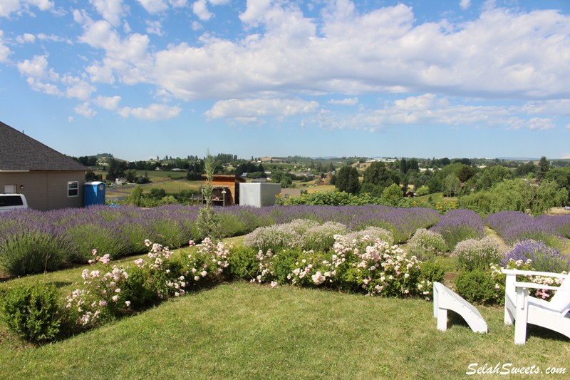 Selah Ridge Lavender Farm