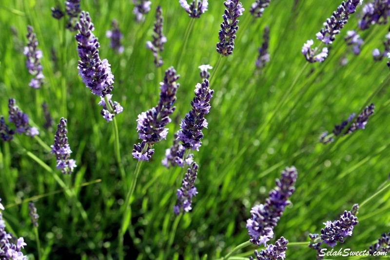 Selah Ridge Lavender Farm