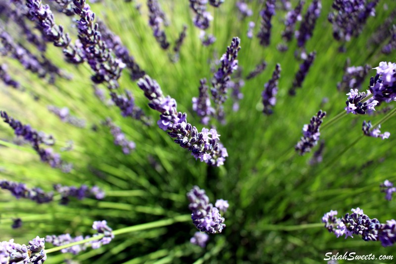 Selah Ridge Lavender Farm