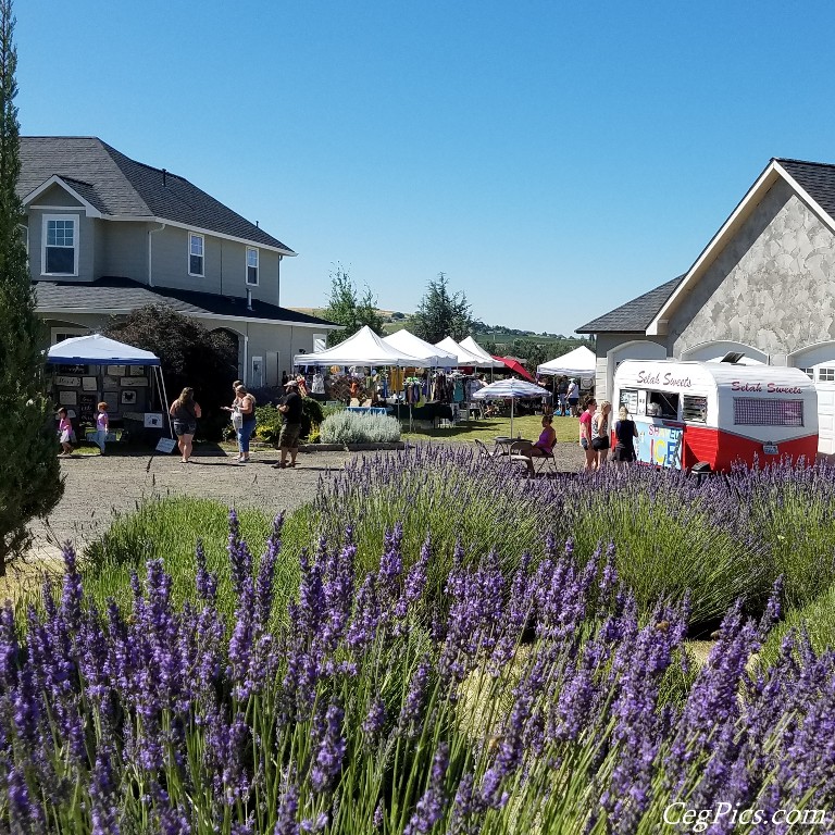 Lavender Harvest