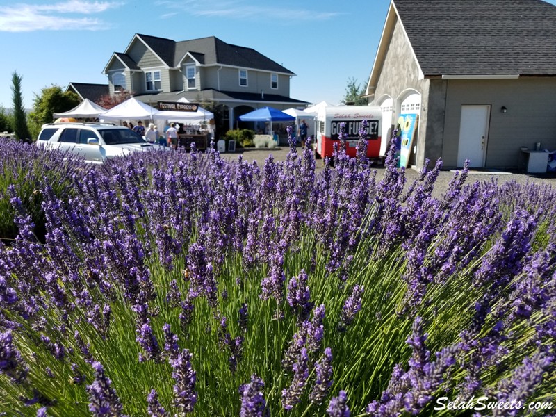 Selah Ridge Lavender Farm