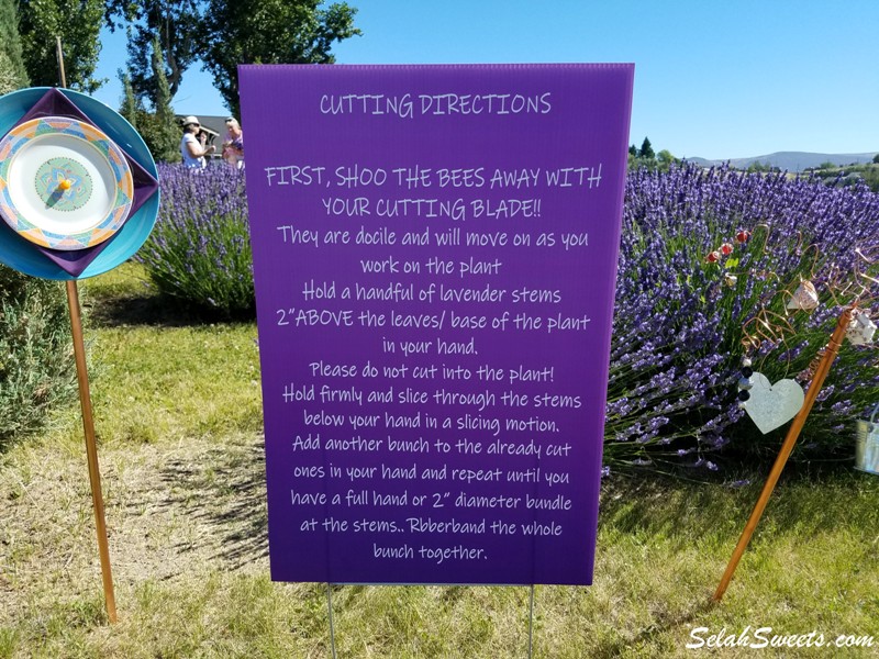 Selah Ridge Lavender Farm