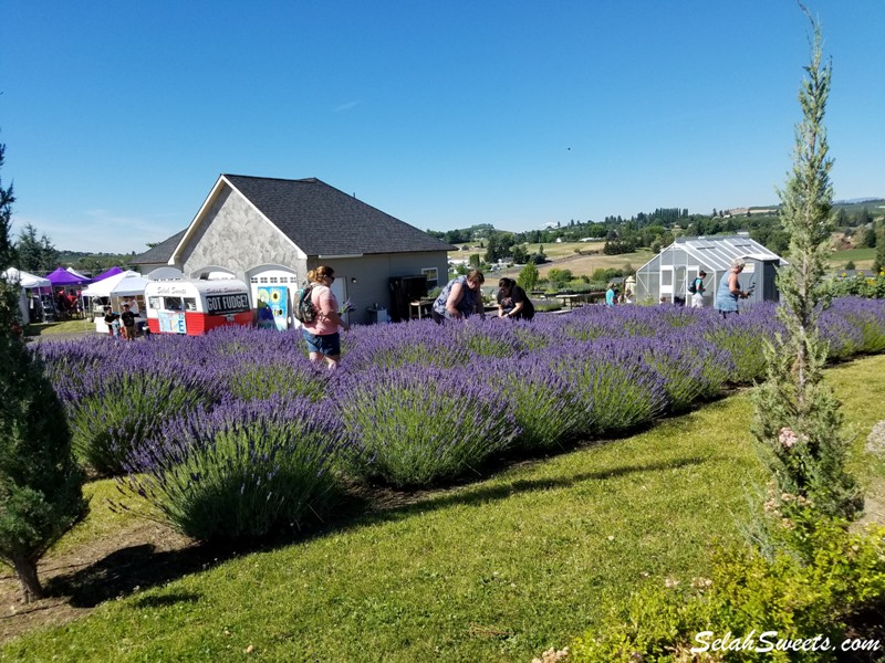 Selah Ridge Lavender Farm