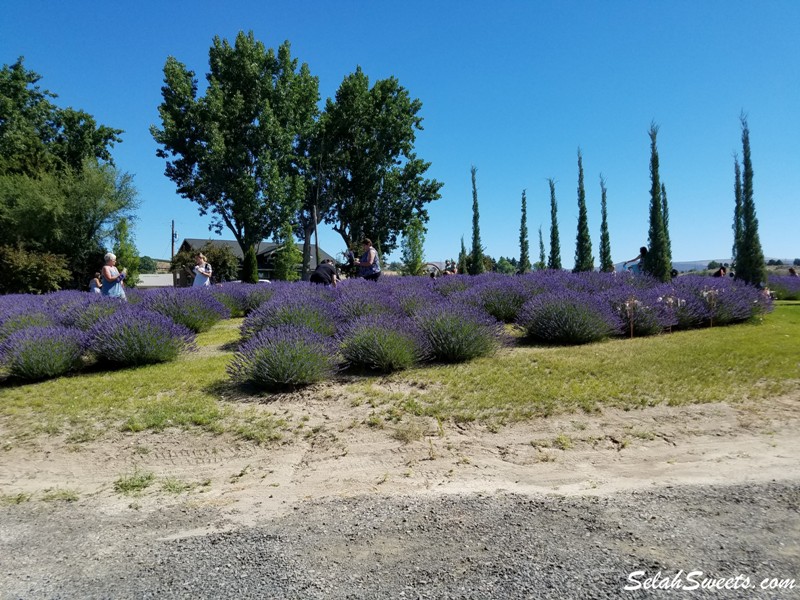 Selah Ridge Lavender Farm