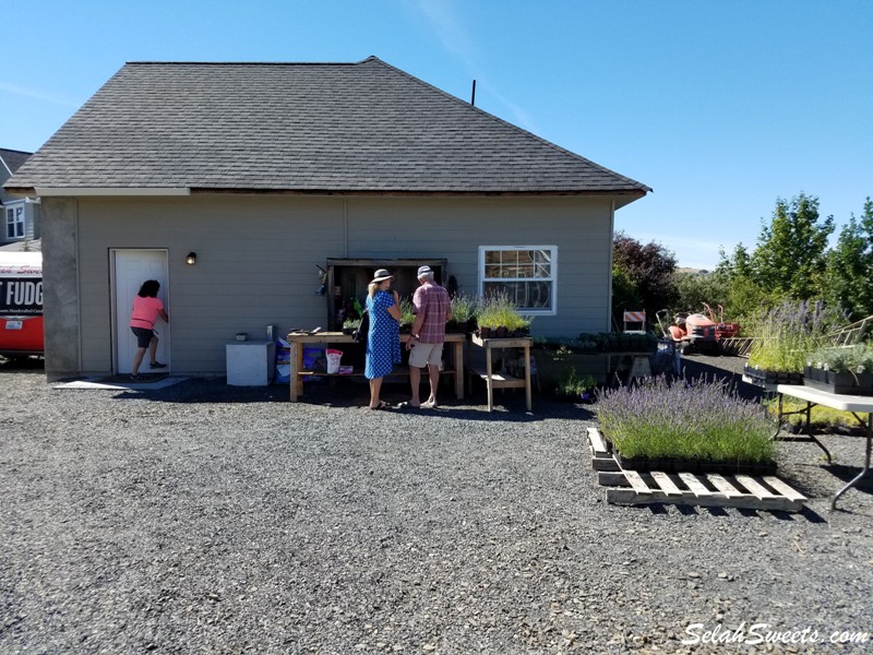 Selah Ridge Lavender Farm