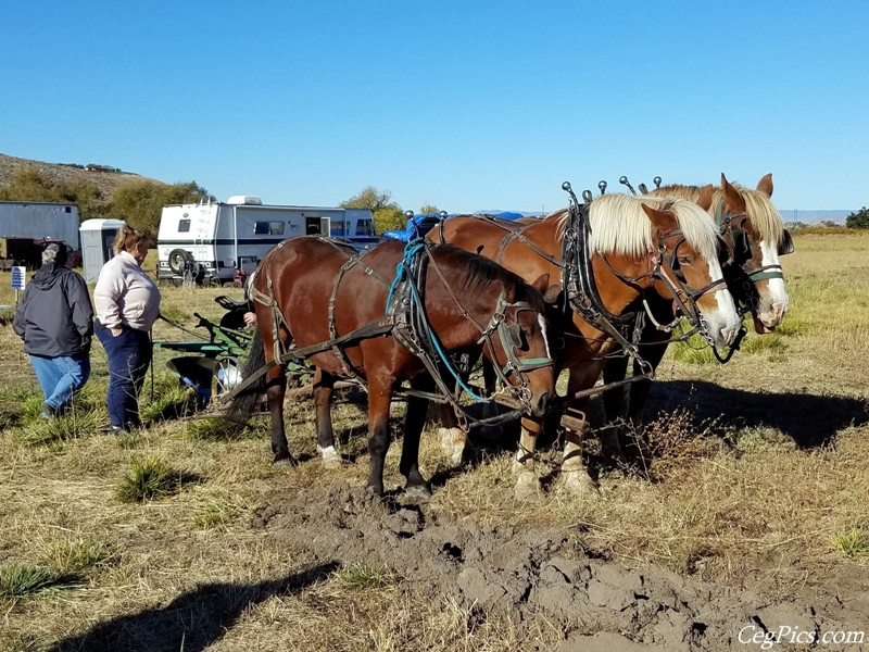 Plowing Bee