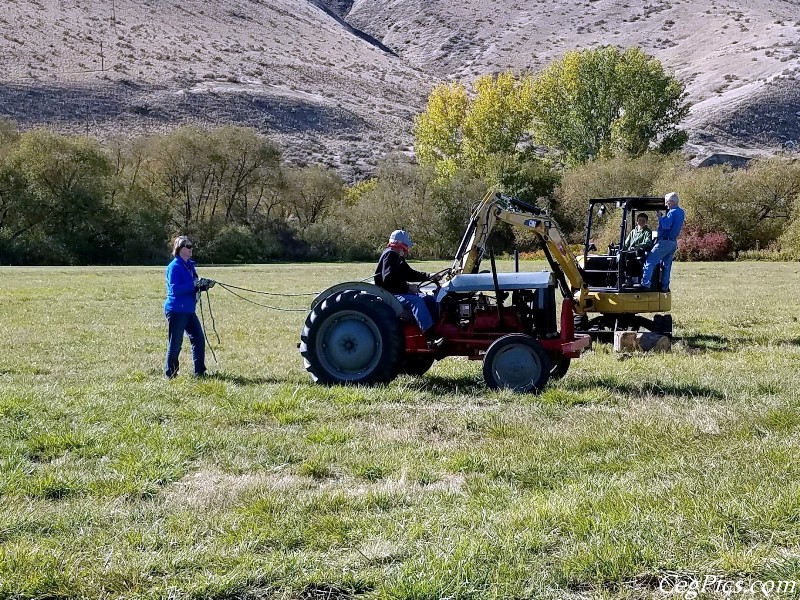 Plowing Bee