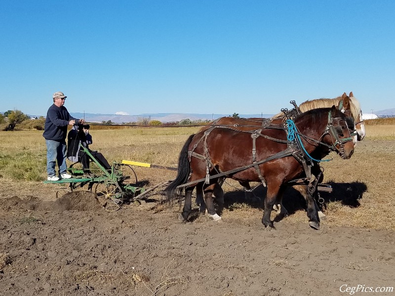 Plowing Bee