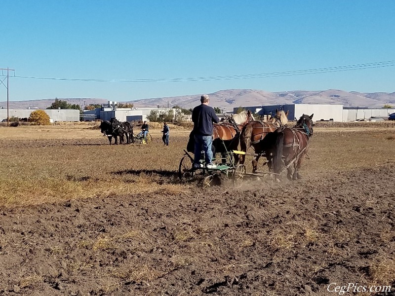 Plowing Bee