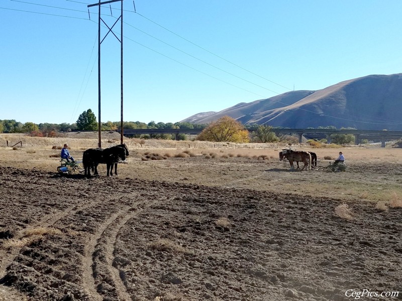 Plowing Bee