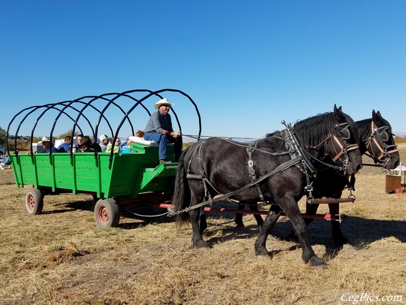 Plowing Bee