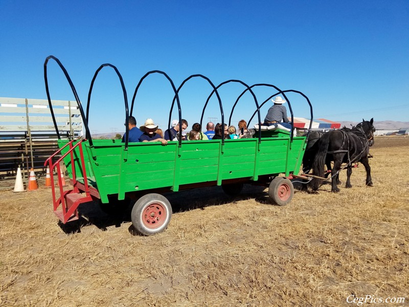 Plowing Bee