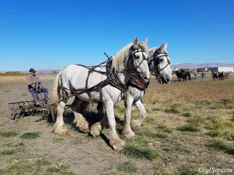 Plowing Bee