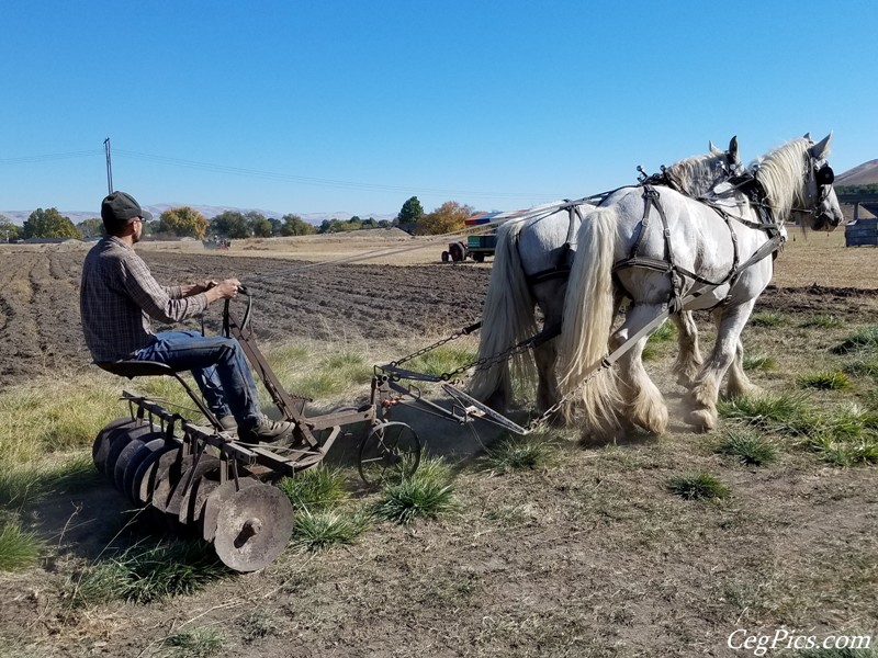 Plowing Bee