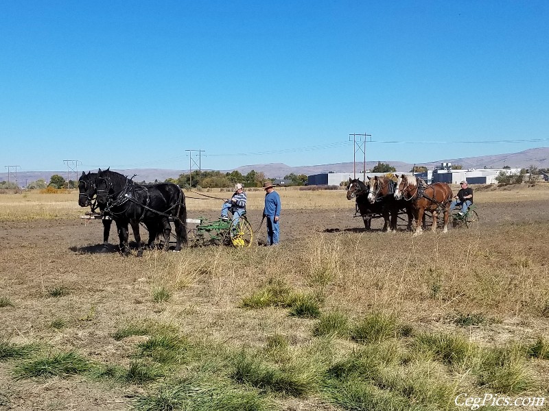 Plowing Bee