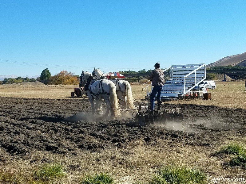 Plowing Bee